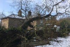 Storm “Emma” uprooted and blew over this Oak tree