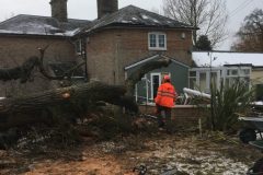 OakTree Partially Cleared