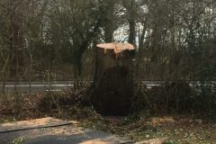 Just Oak Tree Stump Remaining